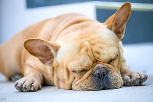 Sleepy French bulldog. Although Frenchies may be content to sleep the day away, they still need regular walks to stay happy and healthy.