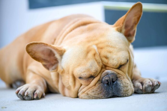 Sleepy French bulldog.