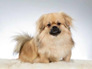 Tibetan spaniel on white background. Tibetan Spaniels look like little lions who want nothing more than to rule over your lap.