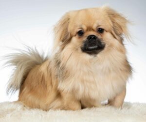 Tibetan spaniel on white background. Tibetan Spaniels look like little lions who want nothing more than to rule over your lap.
