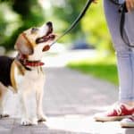 Owner takes happy Beagle for a perfect dog walk. A perfect dog walk should be fun for both you and your dog. Neither of you will enjoy that time if the dog constantly pulls you.