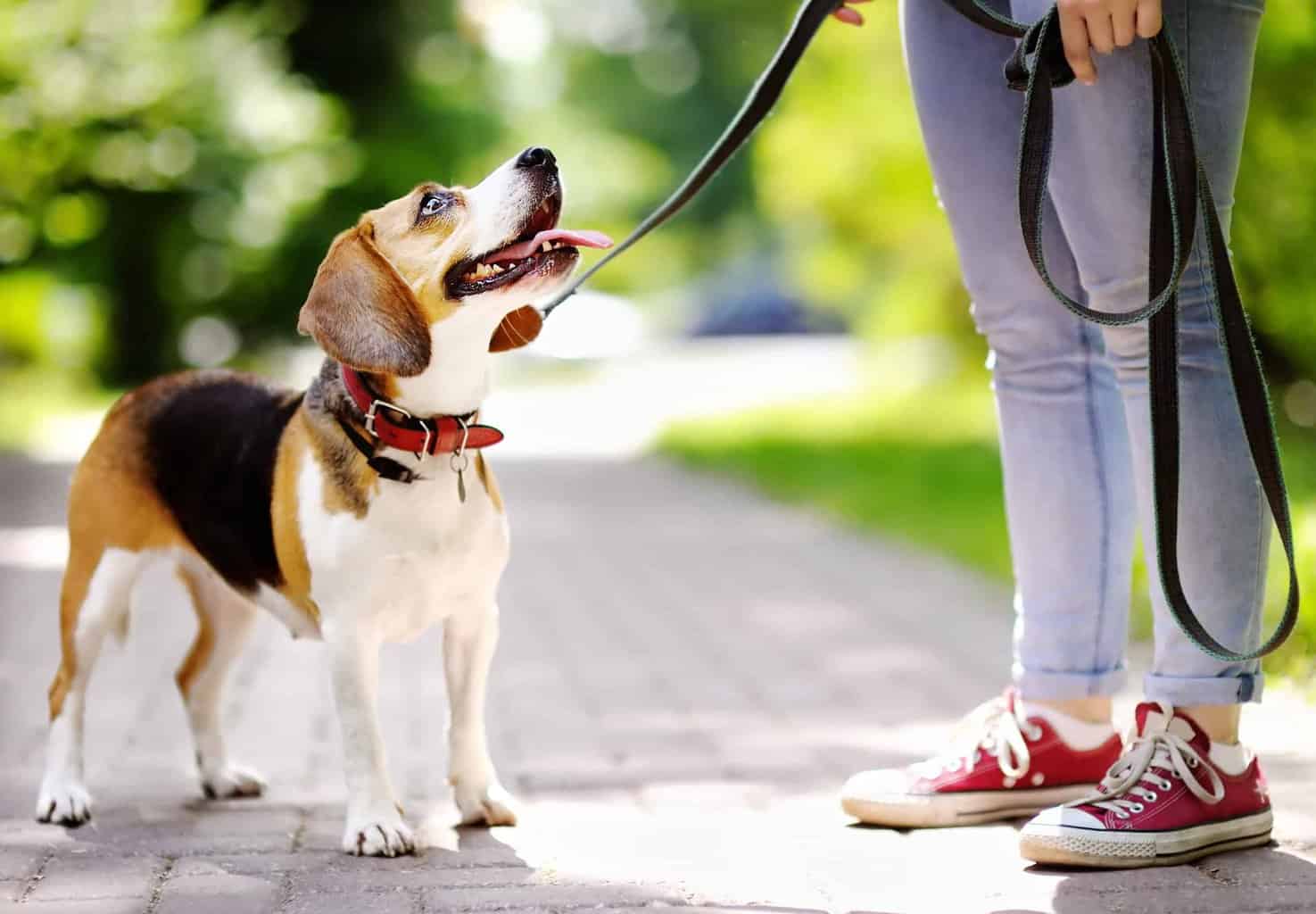 Owner takes happy Beagle for a perfect dog walk. A perfect dog walk should be fun for both you and your dog. Neither of you will enjoy that time if the dog constantly pulls you.