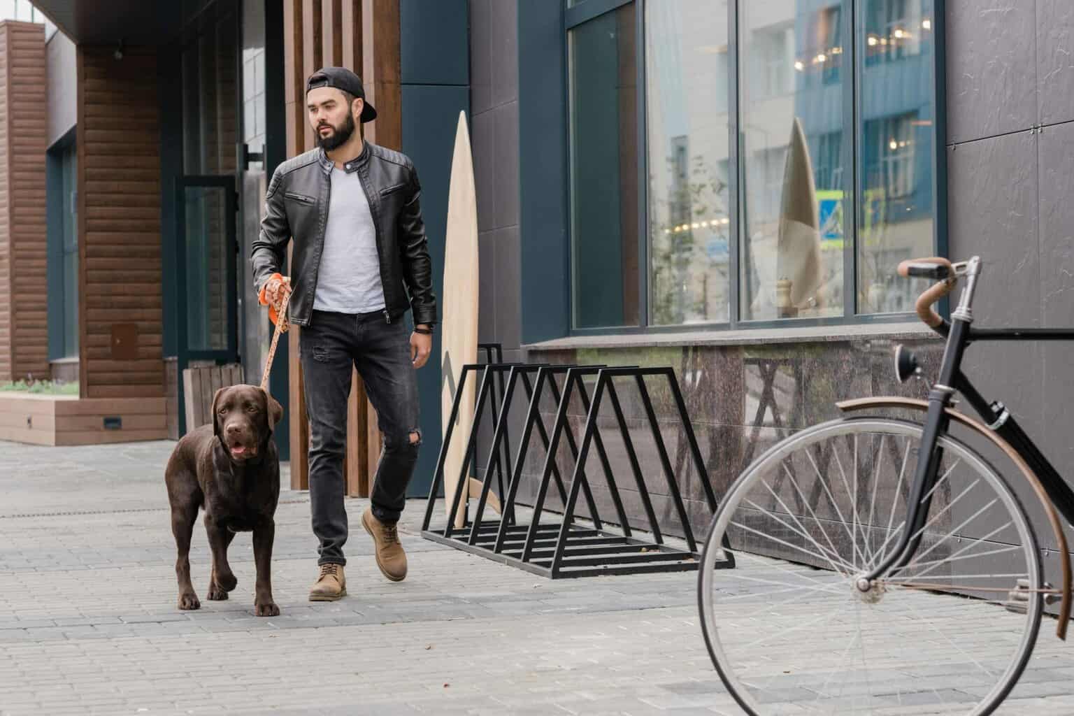Man walks chocolate Labrador on a city sidewalk. If you walk your dog in your neighborhood, mix up the route and don't take the same one every day.