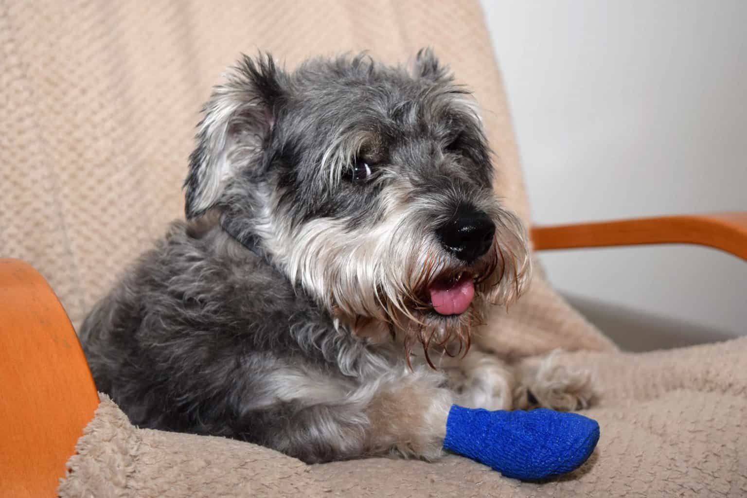 Happy schnauzer recovers from paw injury at home. Recovery is a slow but steady process. Pay close attention to your dog's pain level and symptoms and watch what they eat and drink.