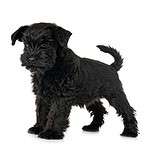 Black miniature schnauzer on white background. Avoid making mistakes that stress out your dog like exacerbating separation anxiety, hugging your dog too tightly, and using a hair dryer.
