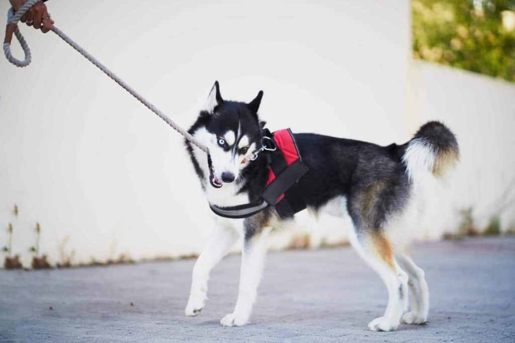 Owner pulls on Siberian Husky's leash.