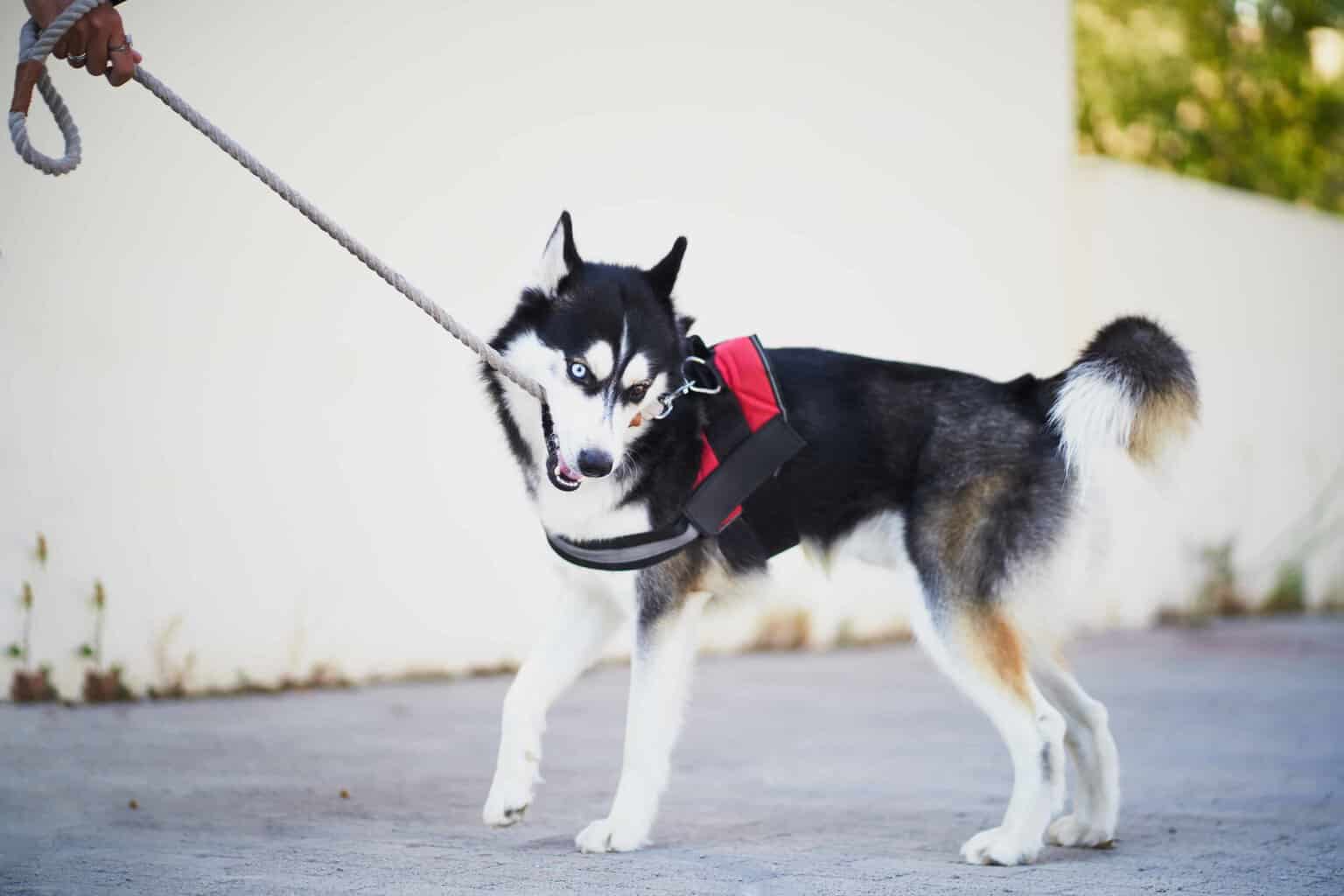 Owner pulls on Siberian Husky's leash. Aggressively pulling on your dog's leash to maintain control can backfire and stress out your dog.