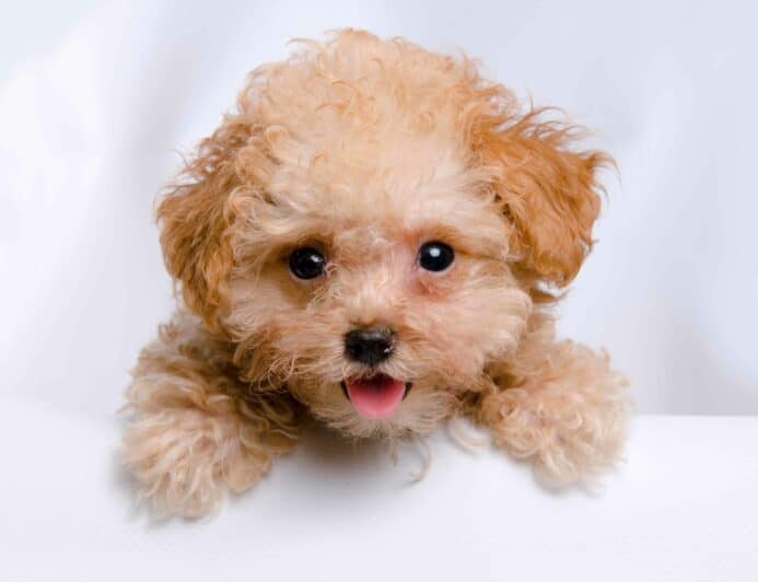 Happy apricot teacup poodle puppy. Teacup poodles are a smaller variation of toy poodles. They are tiny, loving dogs who enjoy spending time with their people.