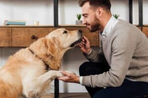 Man trains Golden Retriever to shake. Train your dog at home: Prevent bad habits like barking, biting and chewing by focusing on simple obedience commands. Keep training sessions short and fun.