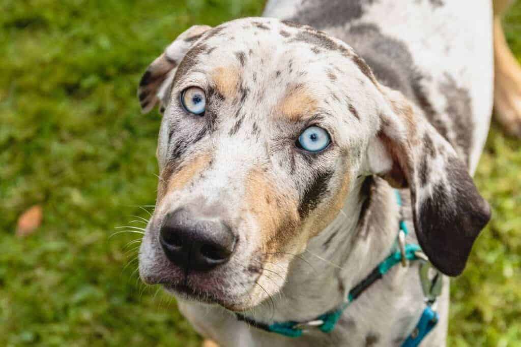 Catahoula Leopard Dog. The Catahoula Leopard Dog is courageous with a strong, muscular build, making it ideal for families who want a loyal, protective companion.
