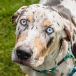 Catahoula Leopard Dog. The Catahoula Leopard Dog is courageous with a strong, muscular build, making it ideal for families who want a loyal, protective companion.
