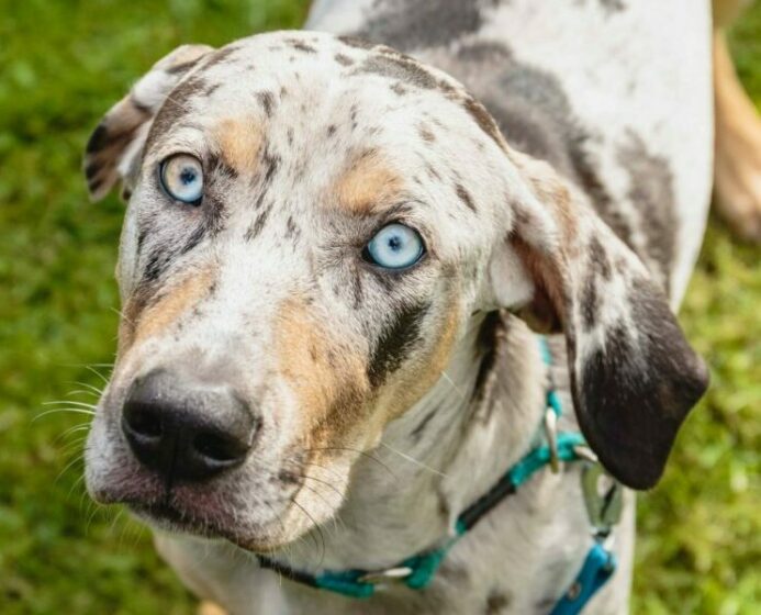 Catahoula Leopard Dog. The Catahoula Leopard Dog is courageous with a strong, muscular build, making it ideal for families who want a loyal, protective companion.