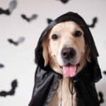 Happy Golden Retriever wears cape for Halloween. Plan a dog-friendly Halloween that considers your dog's temperament and confidence level. Don't push her into a situation that could frighten the dog.
