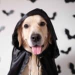 Happy Golden Retriever wears cape for Halloween. Plan a dog-friendly Halloween that considers your dog's temperament and confidence level. Don't push her into a situation that could frighten the dog.