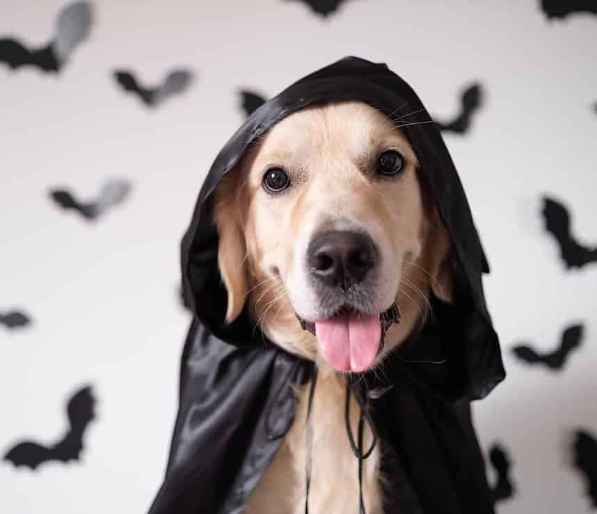 Happy Golden Retriever wears cape for Halloween. Plan a dog-friendly Halloween that considers your dog's temperament and confidence level. Don't push her into a situation that could frighten the dog.