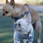 French bulldog mounts another Frenchie. Dog humping is natural behavior that can be uncomfortable for humans. To stop humping, understand your dog's motivation.
