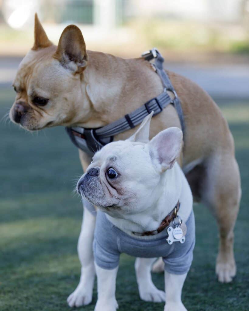 French bulldog mounts another Frenchie. Dog humping is natural behavior that can be uncomfortable for humans. To stop humping, understand your dog's motivation.