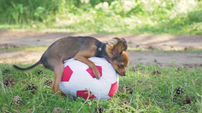 Dog humping could indicate a medical issue like groin irritation or a urinary tract infection. Chihuahua humps toy soccer ball.