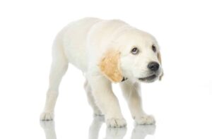 Stressed yellow labrador retriever puppy reacts to nervous owner. Pet owners and dogs have a two-way relationship, so don't forget that owners stress out dogs. Your emotional state affects your dog.