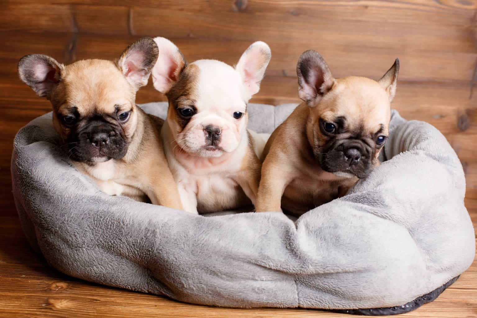 Trio of French bulldog puppies in donut bed. When looking for a French bulldog puppy, it's essential to do your research.