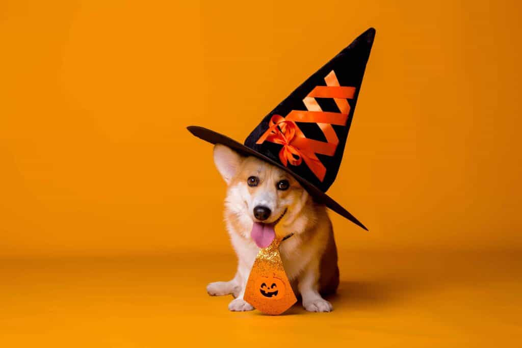 Cute corgi wears witch hat and jack-o-lantern tie for Halloween. Protect dog on Halloween: Keep the dog inside in a crate or closed-off room. Remember masks and costumes can be scary. Keep candy out of reach.