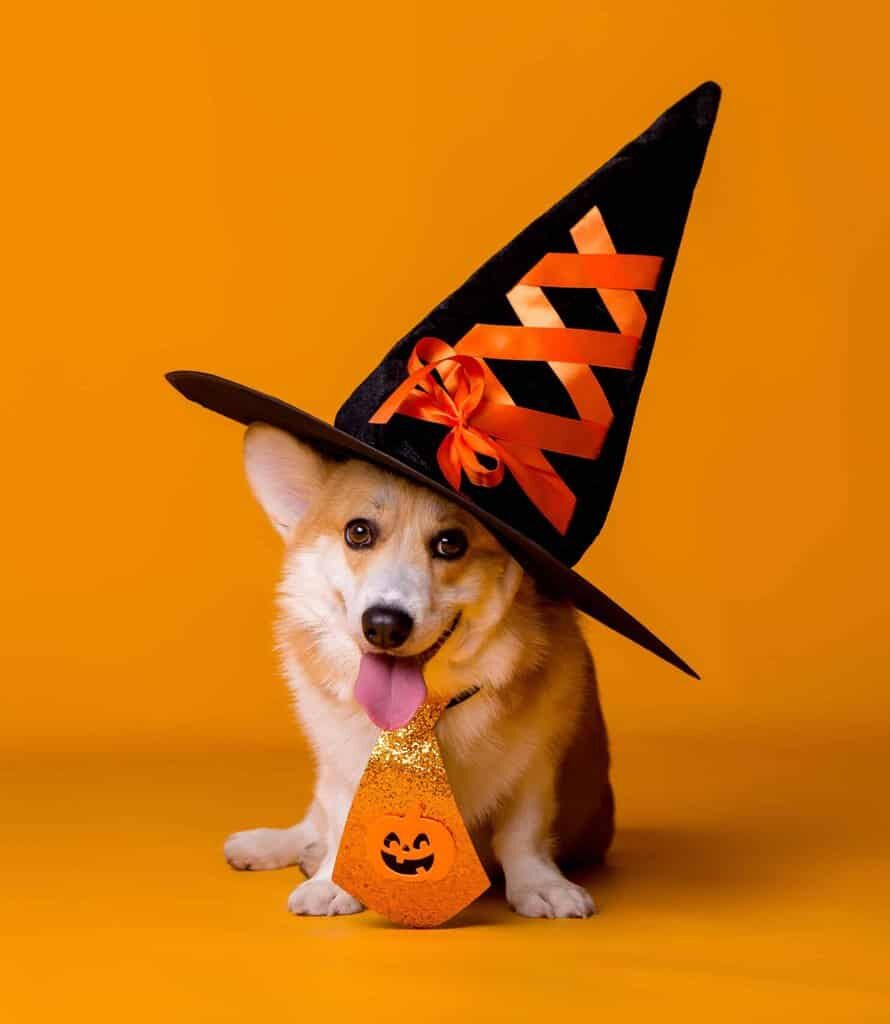 Cute corgi wears witch hat and jack-o-lantern tie for Halloween. Protect dog on Halloween: Keep the dog inside in a crate or closed-off room. Remember masks and costumes can be scary. Keep candy out of reach.
