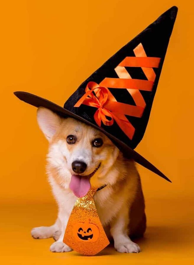 Cute corgi wears witch hat and jack-o-lantern tie for Halloween. Protect dog on Halloween: Keep the dog inside in a crate or closed-off room. Remember masks and costumes can be scary. Keep candy out of reach.