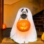 Dog wears ghost costume and holds trick-or-treat pumpkin. Dog Halloween dangers: Costumed trick-or-treaters can frighten dogs and cause them to run away. Keep your dog's identification up to date.