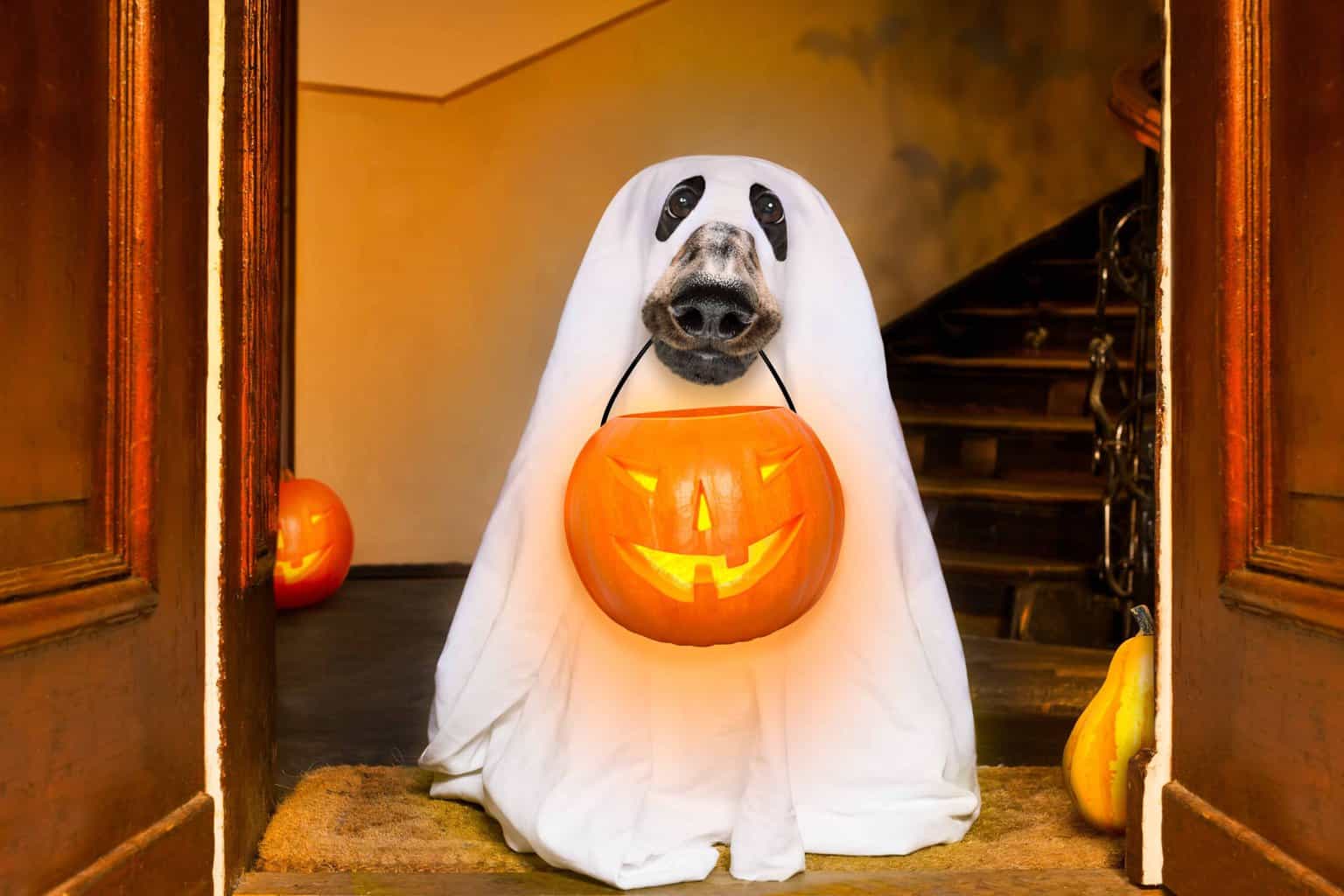 Dog wears ghost costume and holds trick-or-treat pumpkin. Dog Halloween dangers: Costumed trick-or-treaters can frighten dogs and cause them to run away. Keep your dog's identification up to date.