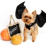 Halloween photo illustration with Yorkshire Terrier. Use basic Halloween dog safety tips. To prevent injuries, keep decorations, lights, candles and candy out of your dog's reach.