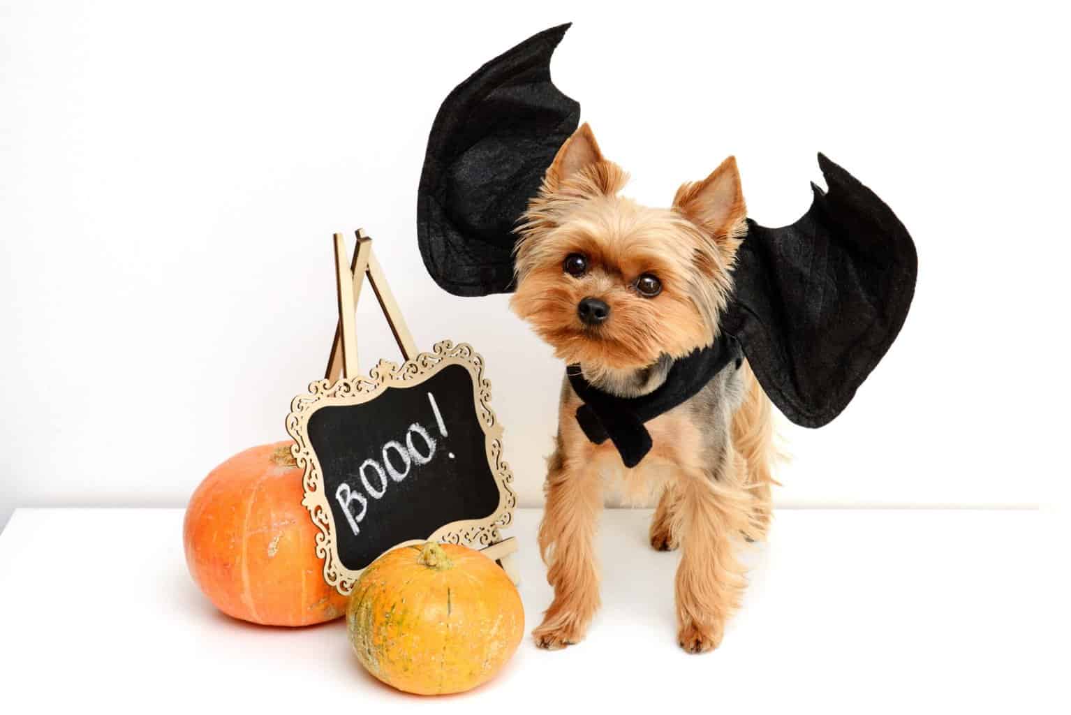 Halloween photo illustration with Yorkshire Terrier. Use basic Halloween dog safety tips. To prevent injuries, keep decorations, lights, candles and candy out of your dog's reach.