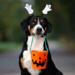 Happy dog holds trick-or-treat bucket. Halloween dog safety tips: Keep candy, decorations out of reach. Keep all pets inside, away from danger or anyone seeking to cause trouble on Halloween.