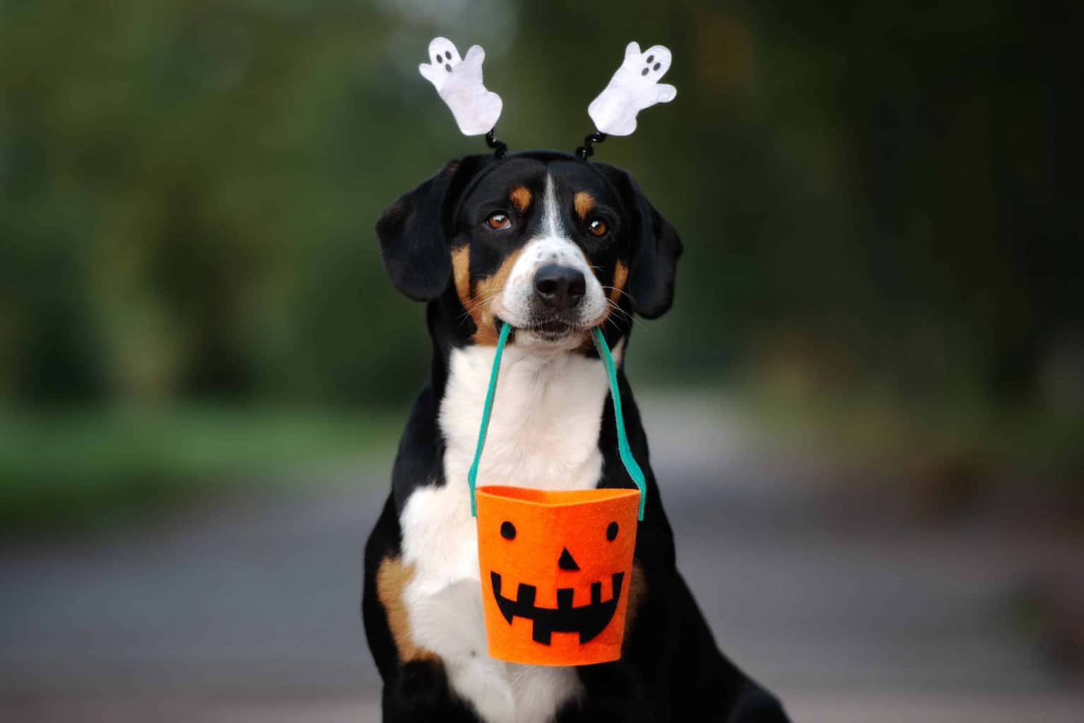 Happy dog holds trick-or-treat bucket. Halloween dog safety tips: Keep candy, decorations out of reach. Keep all pets inside, away from danger or anyone seeking to cause trouble on Halloween.