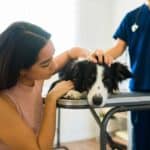 Woman comforts border collie during exam. One of the best ways to hire the right vet is to make an appointment to meet them. This allows you to meet staff and ask questions.