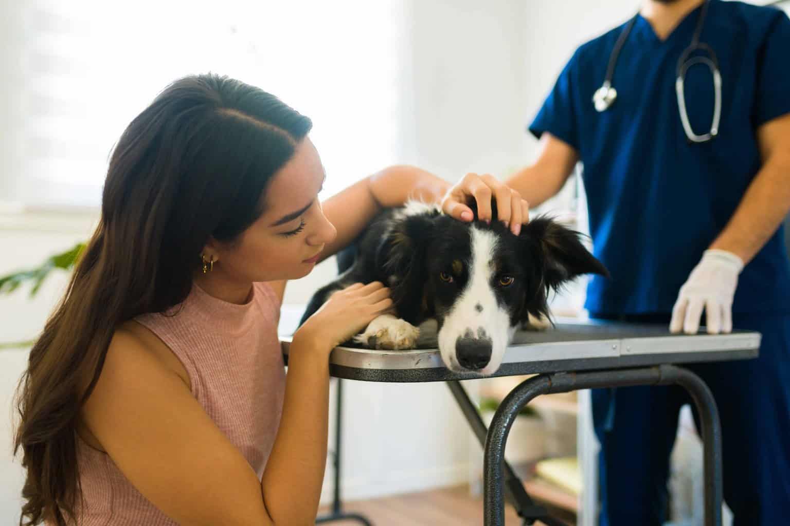 Woman comforts border collie during exam. One of the best ways to hire the right vet is to make an appointment to meet them. This allows you to meet staff and ask questions.