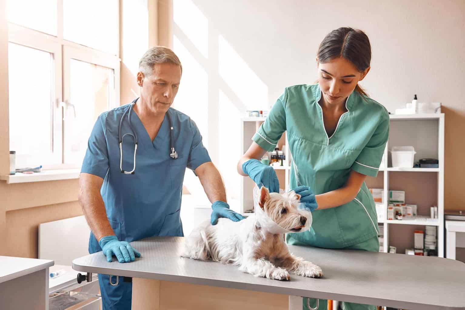 Westie gets fitted for an e-collar during an exam. Veterinary bills can be expensive, and it's essential to ensure you hire the right vet for your needs. One useful tip is to consider the cost.