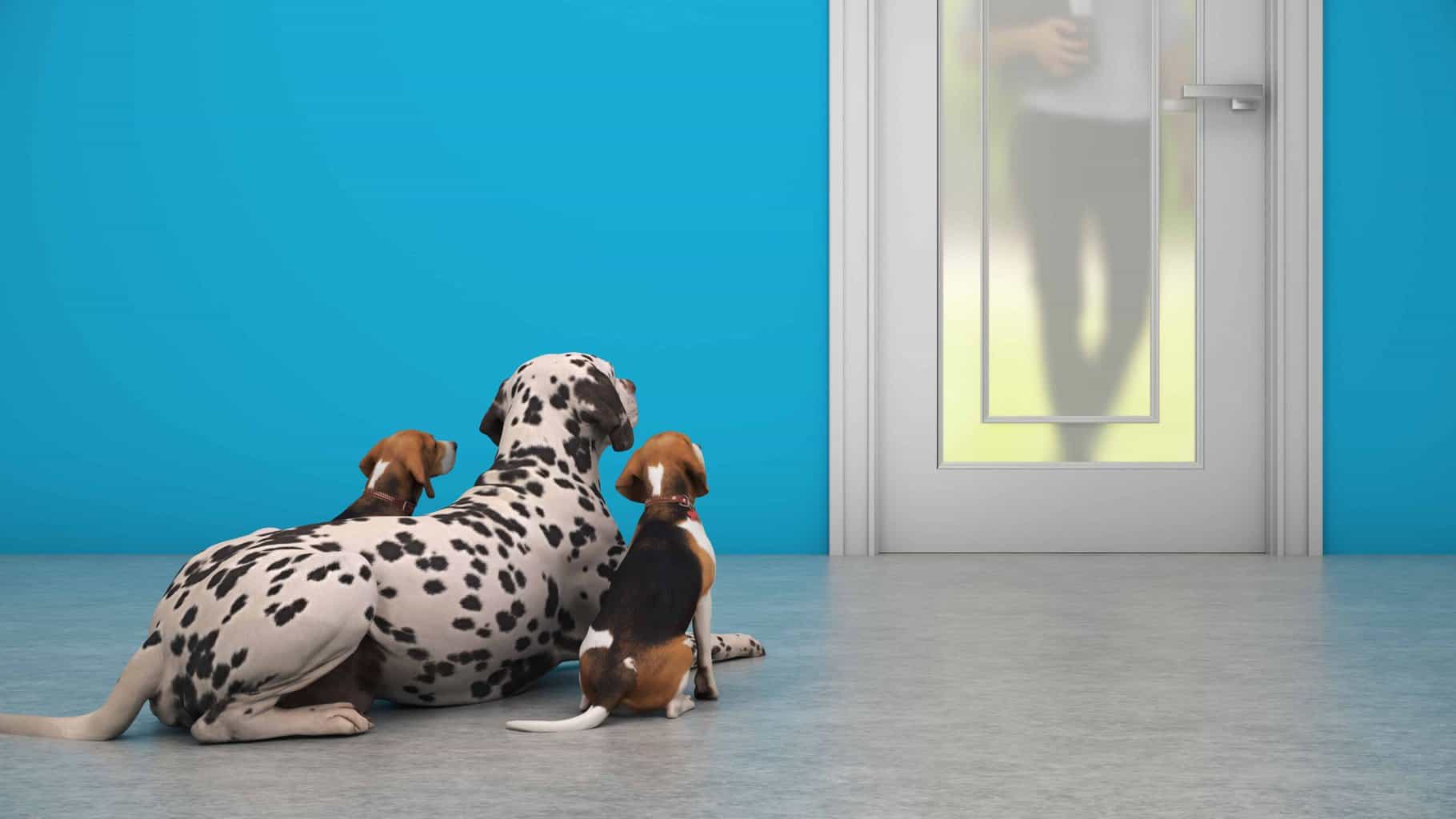 Dalmatian and two beagles wait quietly and patiently at the door without barking. Use impulse control games to teach your dog important life skills to keep him safe and curb unwanted behaviors like barking and jumping.