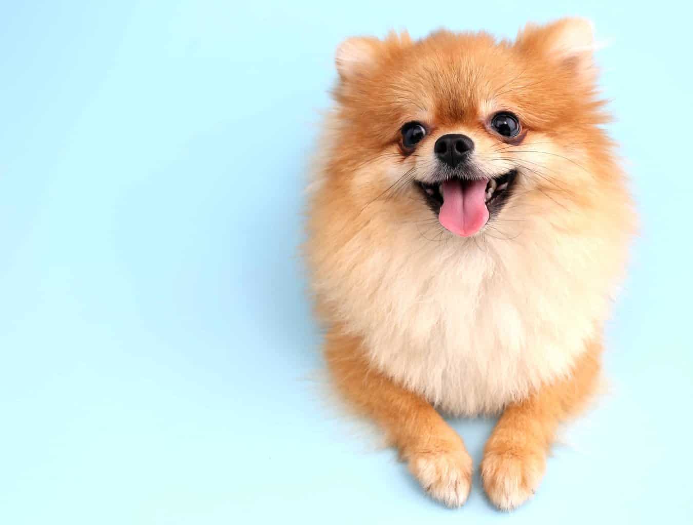 Happy Pomeranian on blue background. Make your dog sit or be in a down position when you meet someone.