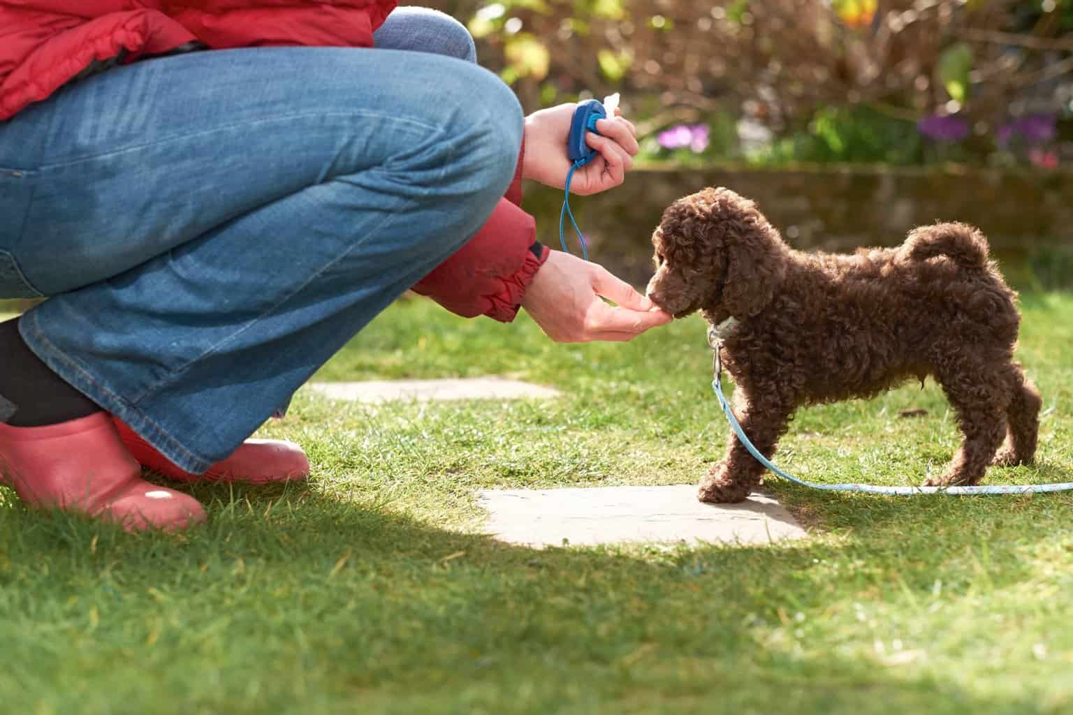 Woman rewards toy poodle for good behavior. Whenever your dog does something you like, mark it (say yes or click) and give them a treat.