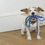 Happy Jack Russell Terrier holds leash in its mouth as it sits by door. Play a waiting game to teach your dog to calm down before walks.