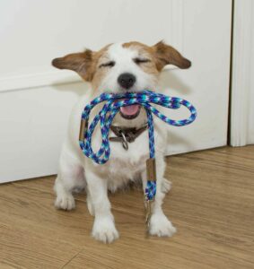 Happy Jack Russell Terrier holds leash in its mouth as it sits by door. 
