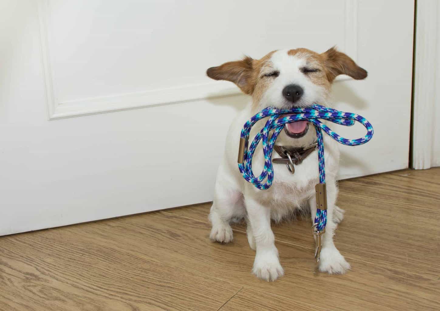 Happy Jack Russell Terrier holds leash in its mouth as it sits by door. Play a waiting game to teach your dog to calm down before walks.