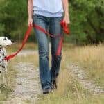 Woman walks with Dalmatian on loose leash. Understand leash training takes time and must be a lifelong process. Use the right leash, switch the route, and avoid adding stress.