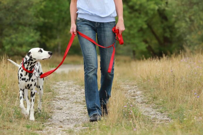 Woman walks with Dalmatian on loose leash. Understand leash training takes time.