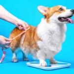 Owner measures overweight corgi. Tips to help your dog lose weight: exercise, help your dog drink more water, use a feeding chart, consult your vet, and cut back on treats.