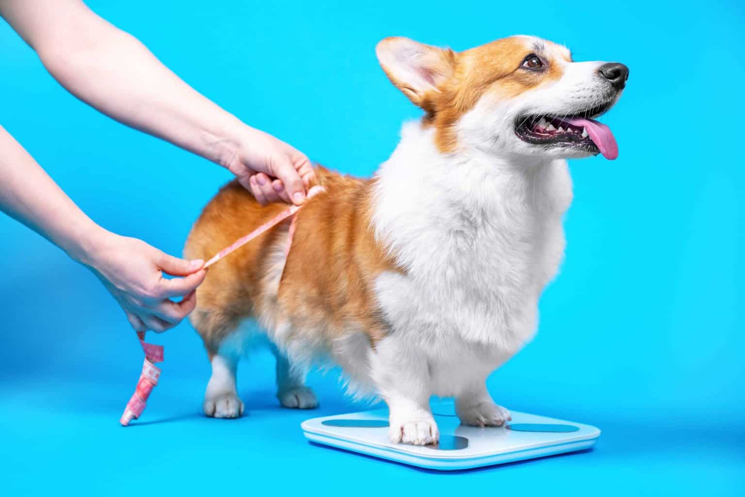 Owner measures overweight corgi. Tips to help your dog lose weight: exercise, help your dog drink more water, use a feeding chart, consult your vet, and cut back on treats.