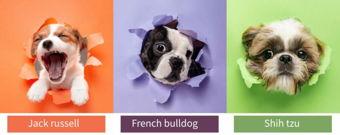 Popular small dog breeds graphic includes Jack russell terrier, French bulldog and Shih tzu.
