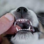 Dog owner examines puppy teeth. All dog owners need to work to stop puppy bites, so they aren’t aggressive when they get older. Use these tips to train puppies not to bite.