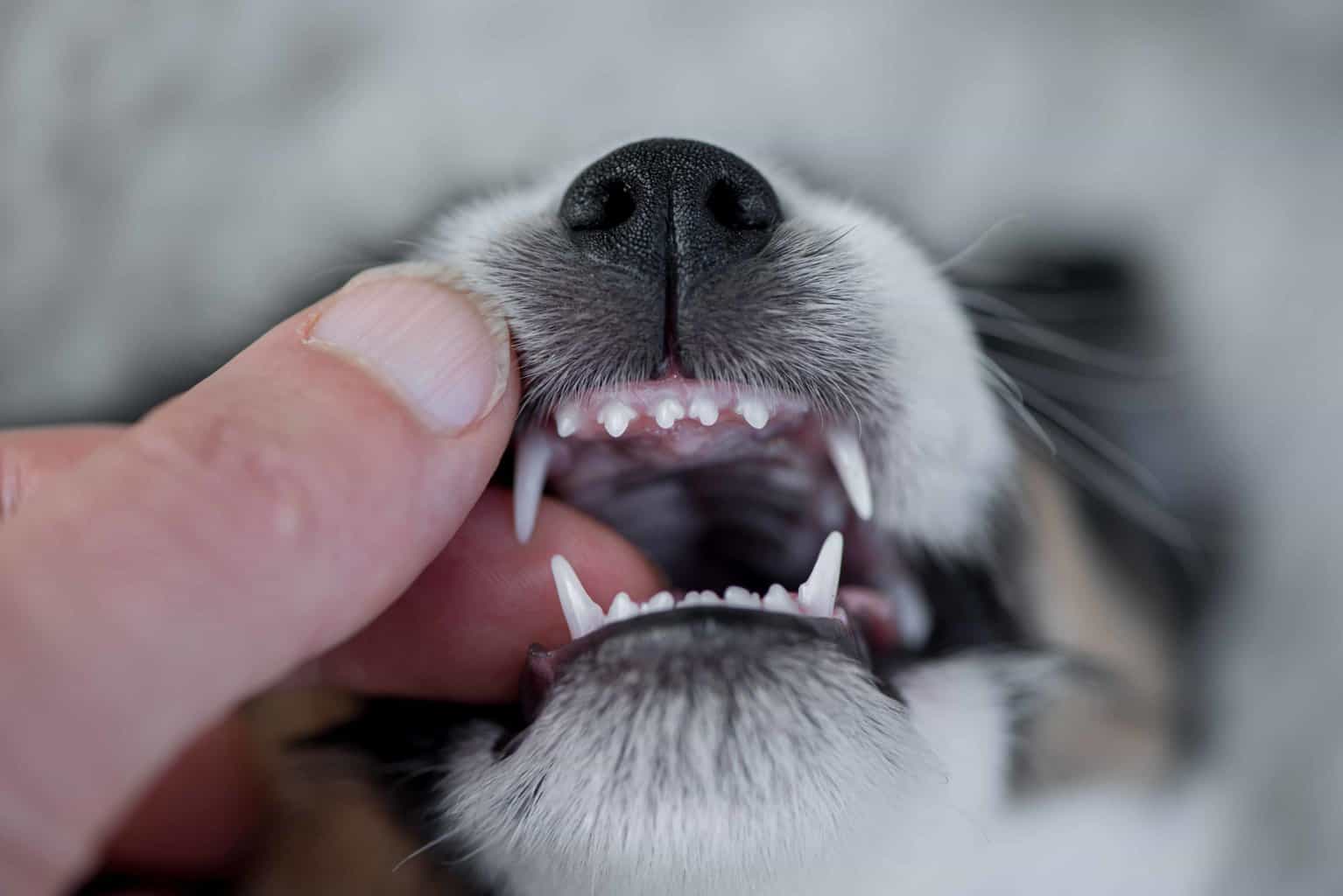 Dog owner examines puppy teeth. All dog owners need to work to stop puppy bites, so they aren’t aggressive when they get older. Use these tips to train puppies not to bite.
