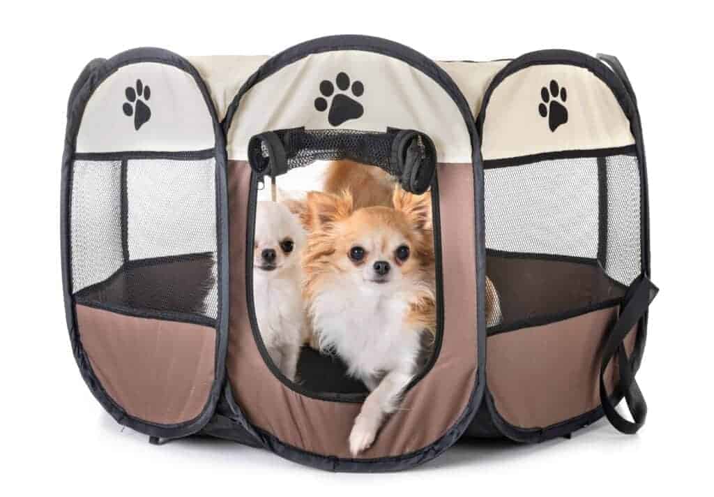 Pair of fluffy chihuahuas in puppy playpen. A puppy playpen is a great option for a young dog. It can complement your other training at home and give your dog a fun area to chew toys and play for a little bit.